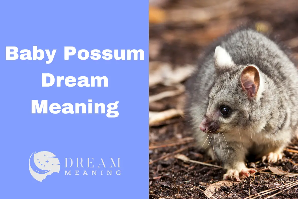 dream-meaning-of-a-baby-possum-uncover-the-hidden-symbolism-the