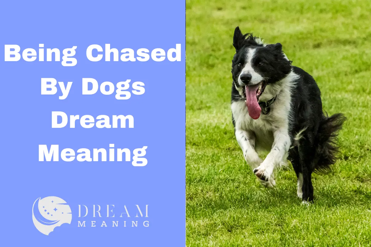 what-does-it-mean-to-dream-about-being-chased-by-dogs-the-dream-meaning