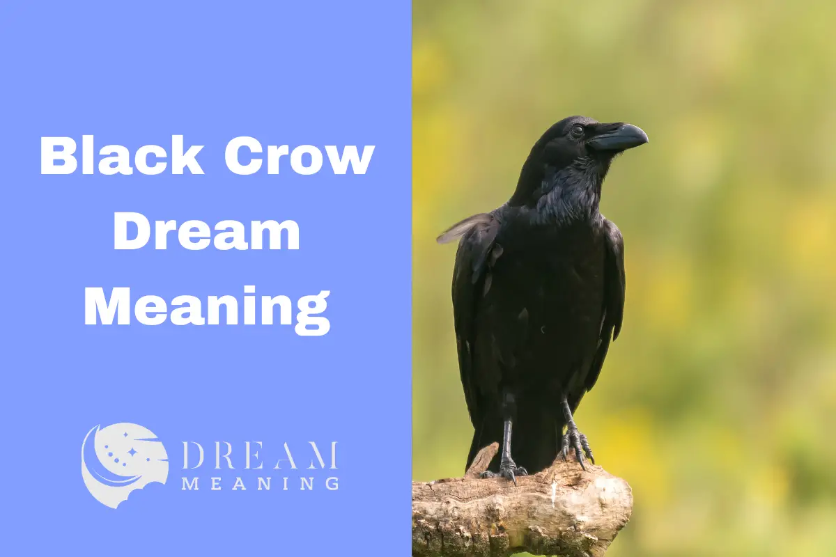 Black Crow Dream Meaning