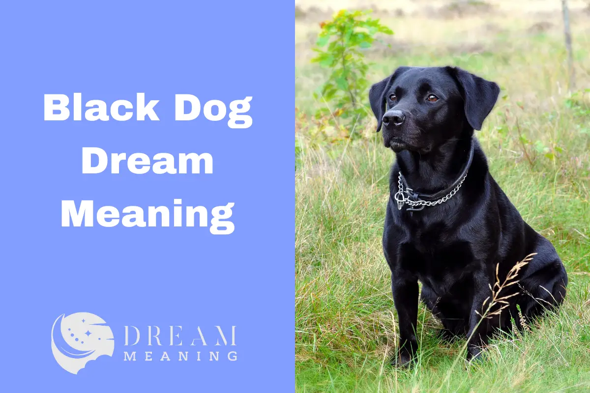 Black Dog Dream Meaning: Uncovering the Symbolism of Your Dreams - The