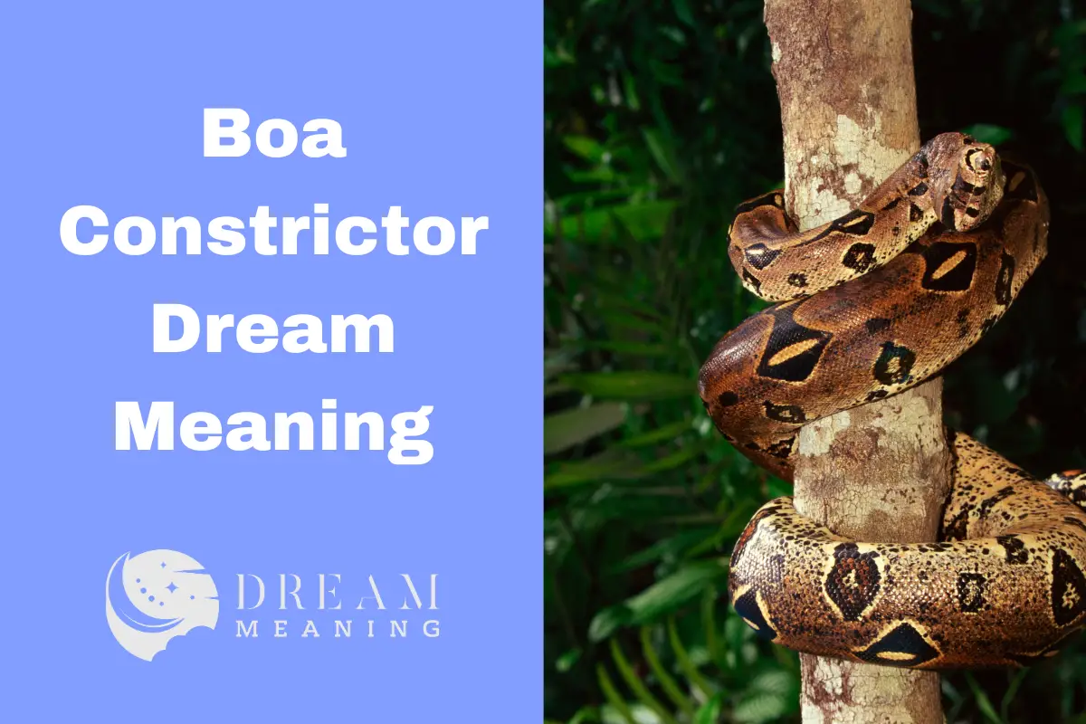 understanding-the-boa-constrictor-dream-meaning-a-guide-to