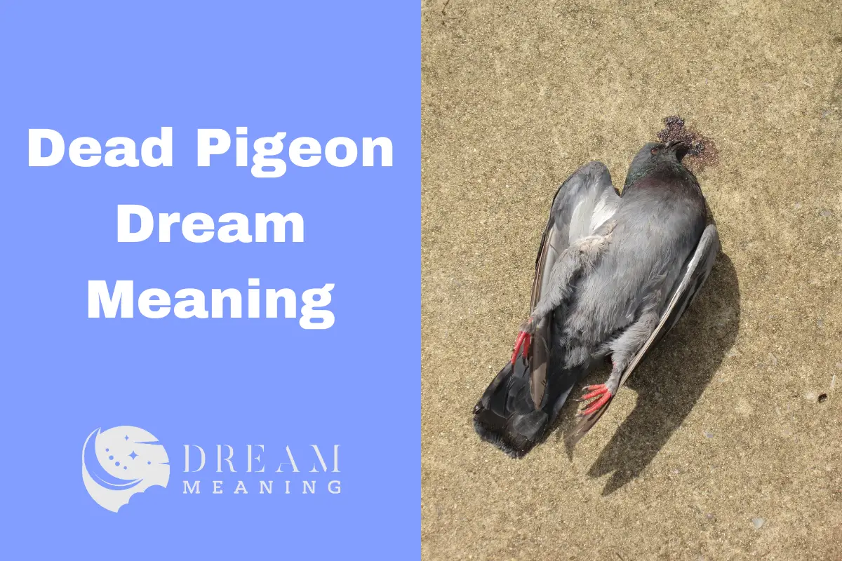 what-does-a-dead-pigeon-mean-in-your-dream-unraveling-the-symbolic