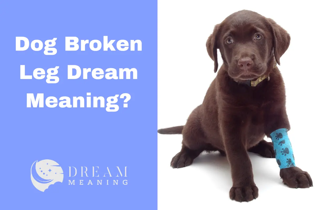 interpreting-your-dog-broken-leg-dream-what-does-it-mean-the-dream