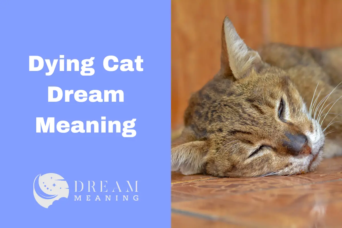 what-does-a-dying-cat-dream-mean-unpacking-the-symbolic-meaning-the