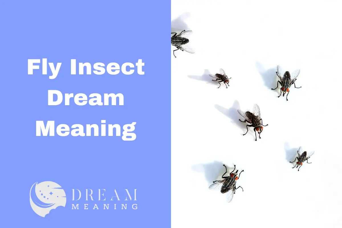 Fly Insect Dream Meaning