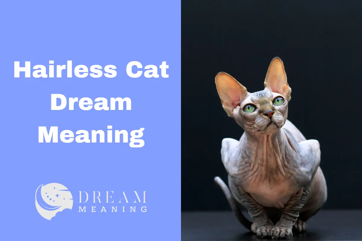 Dreaming Of A Hairless Cat? Here's What It Means! The Dream Meaning
