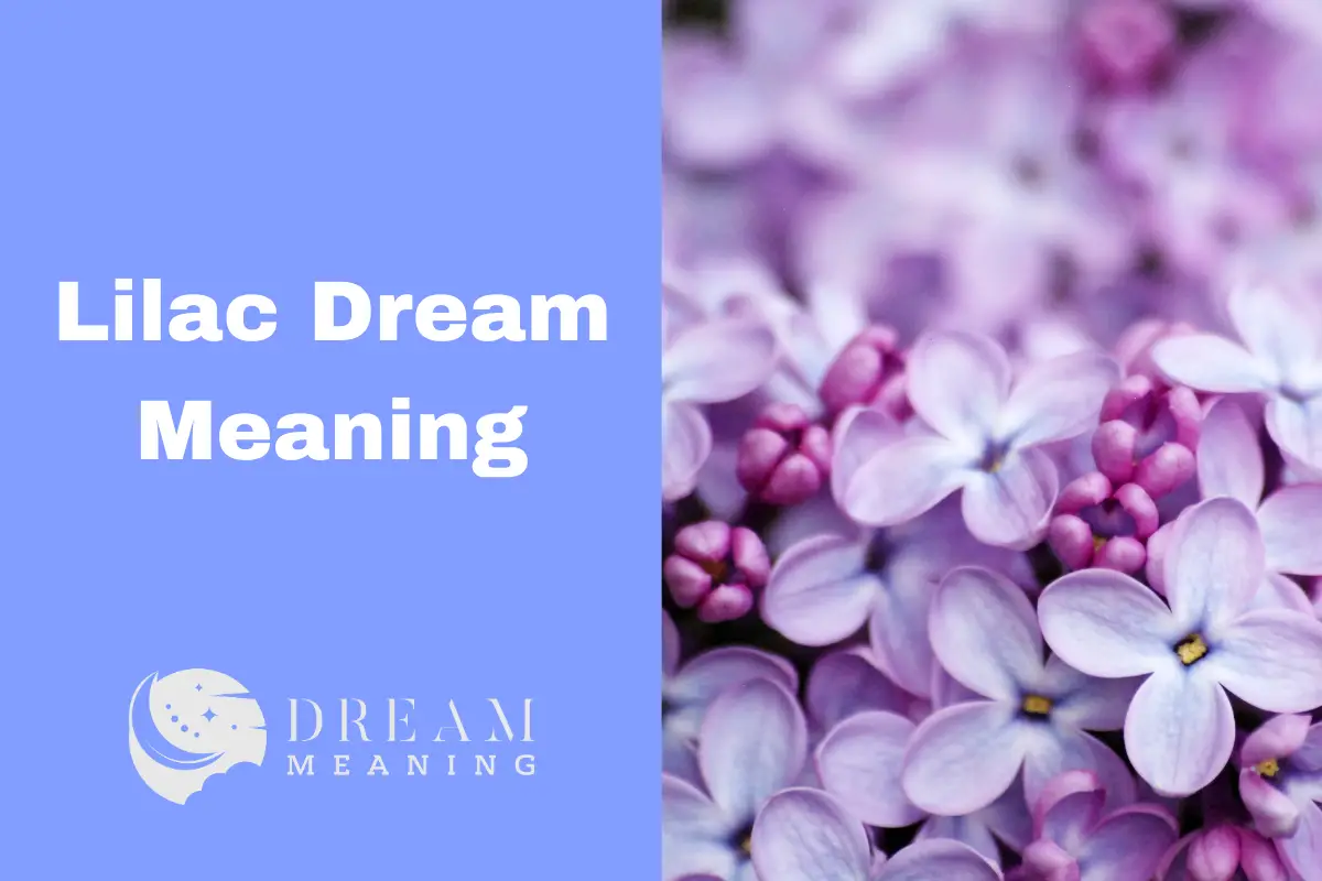 Lilac Dream Meaning