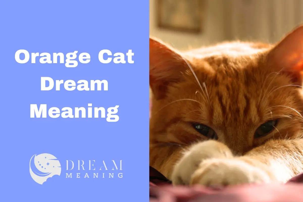 orange-cat-dream-meaning-what-does-it-mean-to-see-an-orange-cat-in