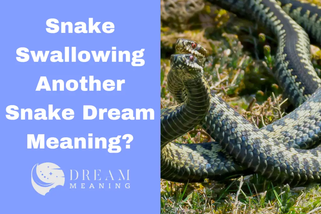 Dream Interpretation: Snake Swallowing Another Snake - What Does It