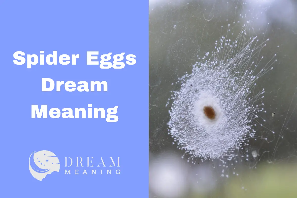 Dreaming of Spider Eggs? Here's What It Means... The Dream Meaning