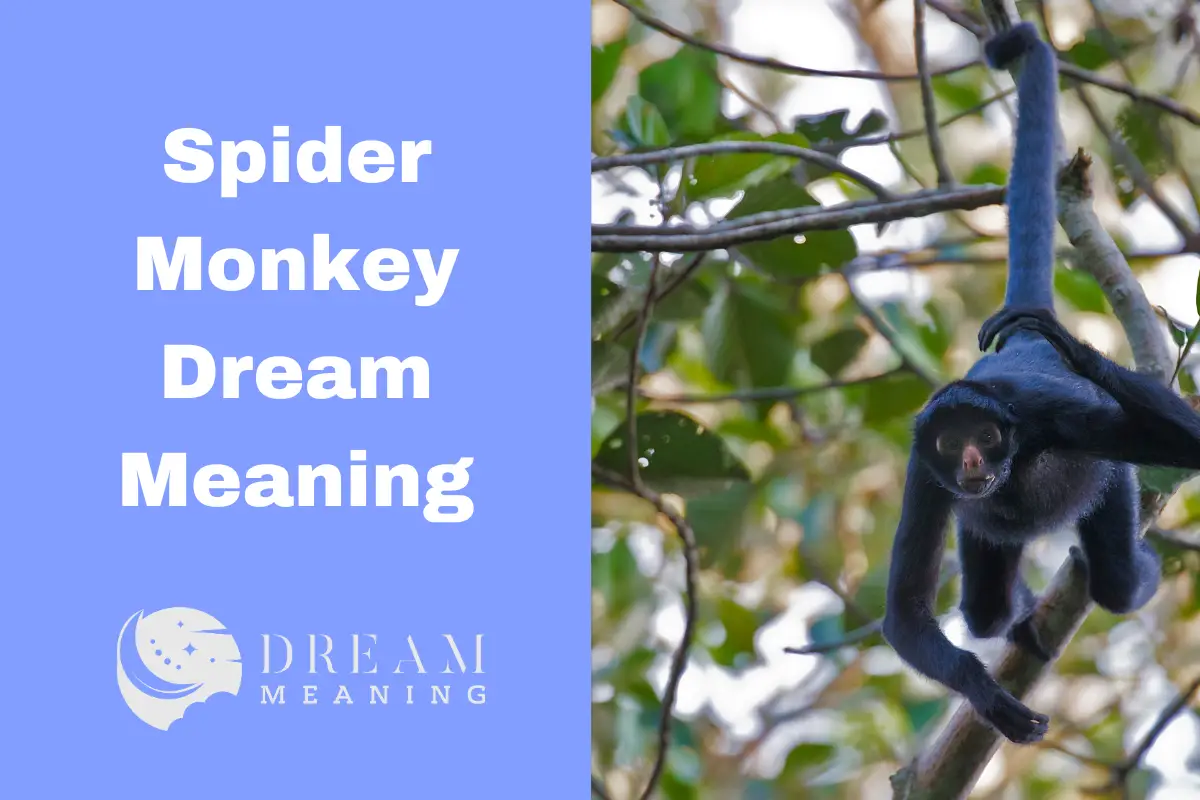 what-does-a-spider-monkey-in-your-dream-mean-unveiling-the-symbolism