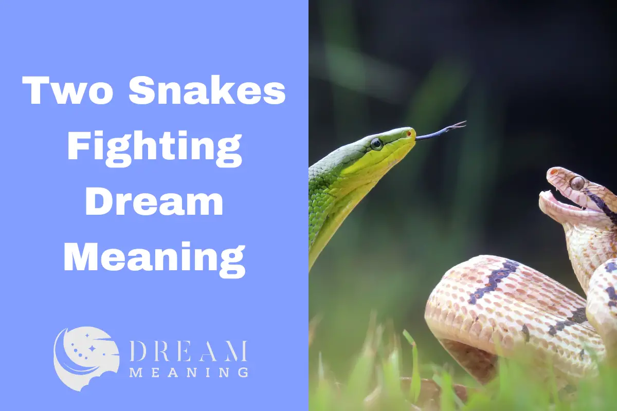 2 snakes fighting dream meaning