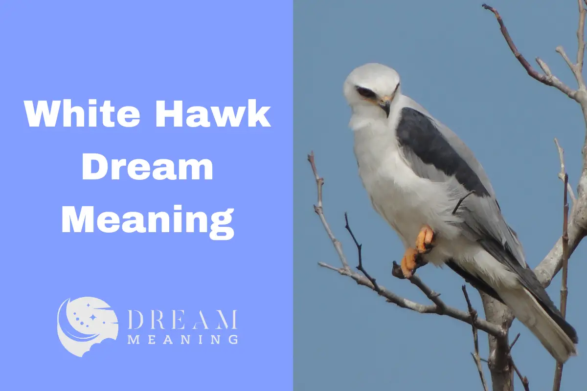 white-hawk-dream-meaning-uncovering-the-symbolism-behind-your-dreams