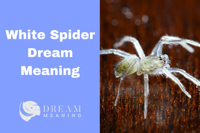 White Spider Dream Meaning: Uncover The Hidden Message Behind It - The ...