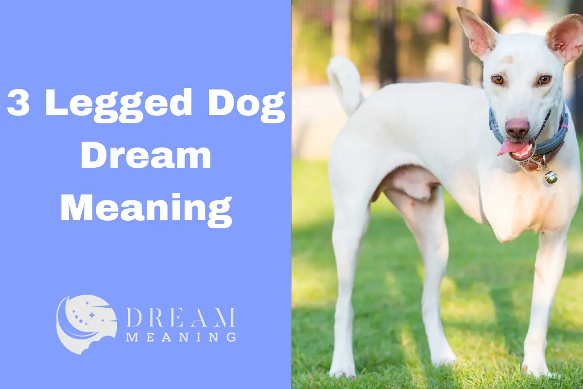 3 Legged Dog Dream Meaning