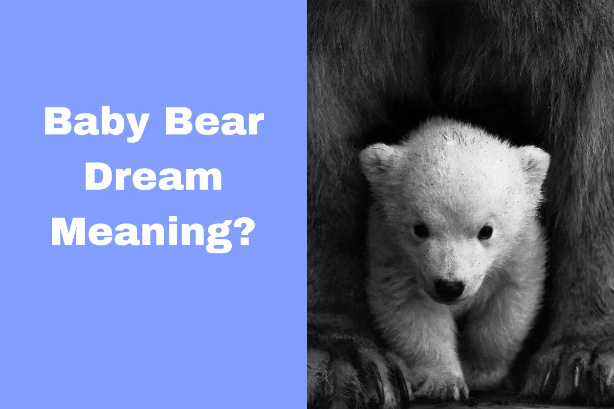 Baby Bear Dream Meaning