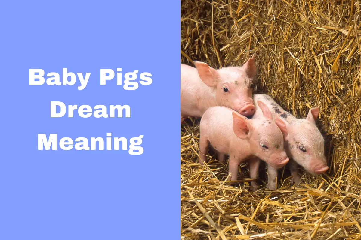 Baby Pigs Dream Meaning