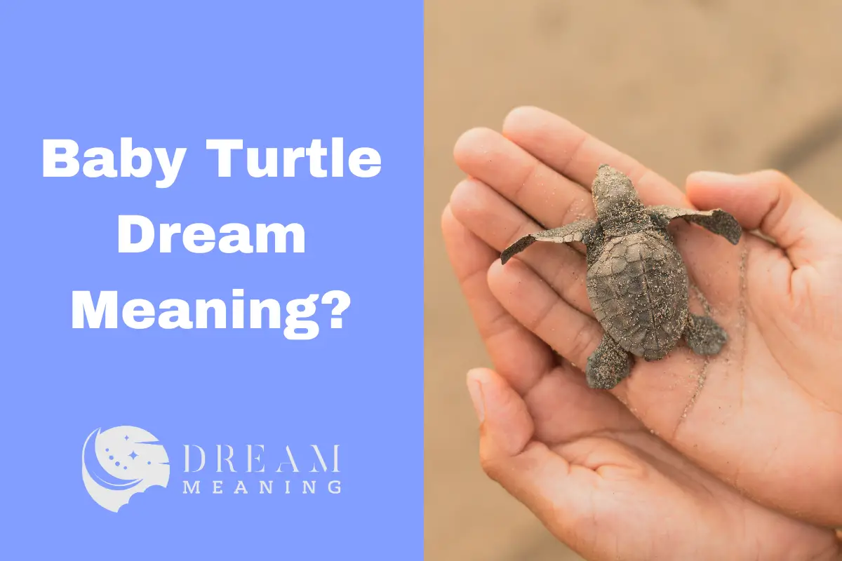 Baby Turtle Dream Meaning