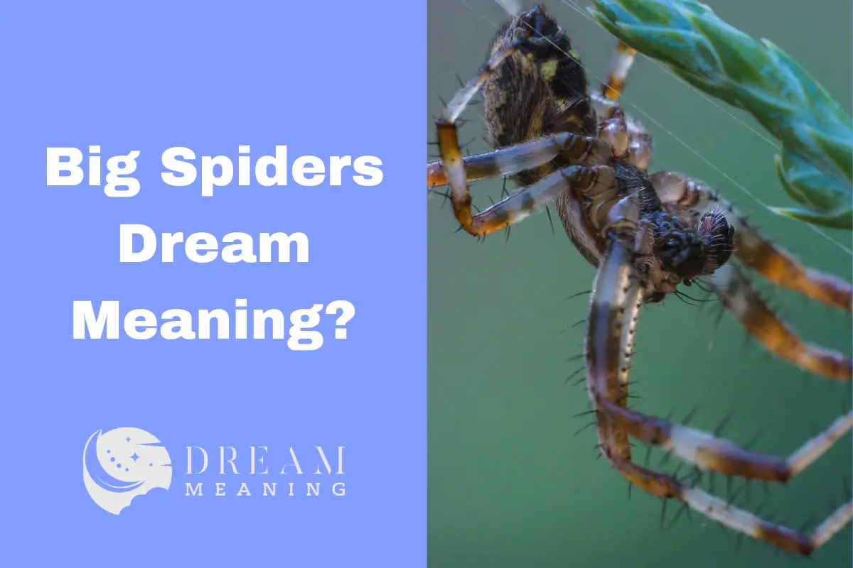 What Does It Mean When You Dream About Big Spiders? An Expert Explains