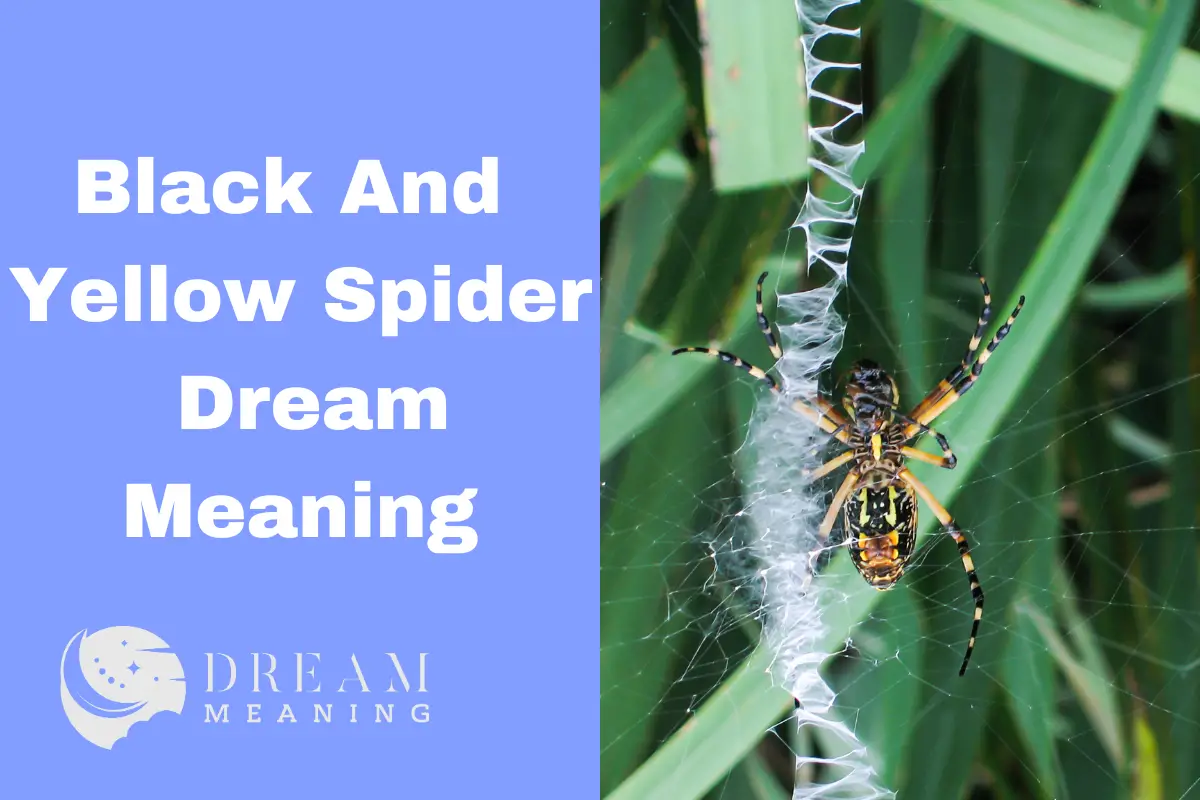 dream-meaning-of-black-and-yellow-spider-what-does-it-mean-the