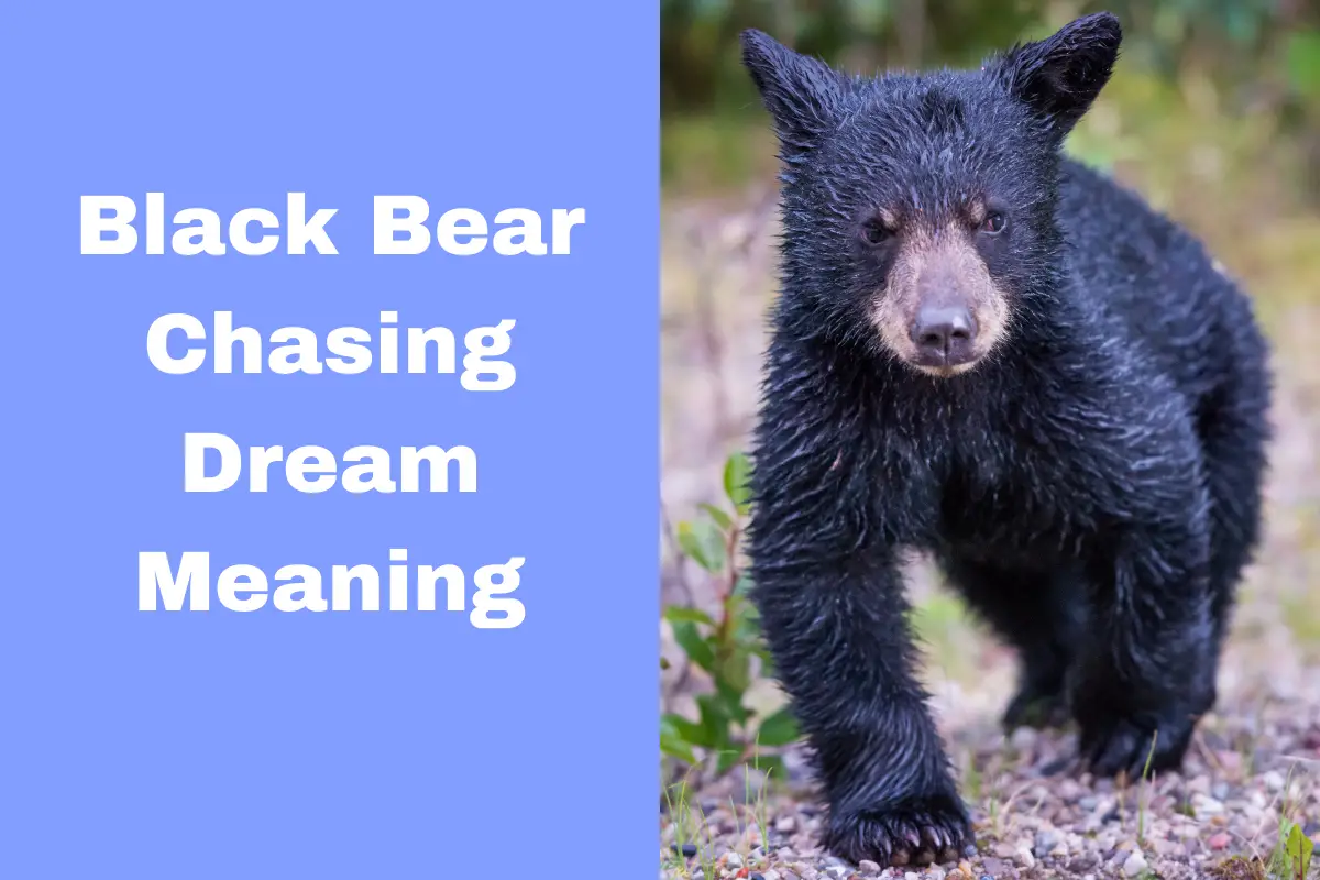 Black Bear Chasing Dream Meaning