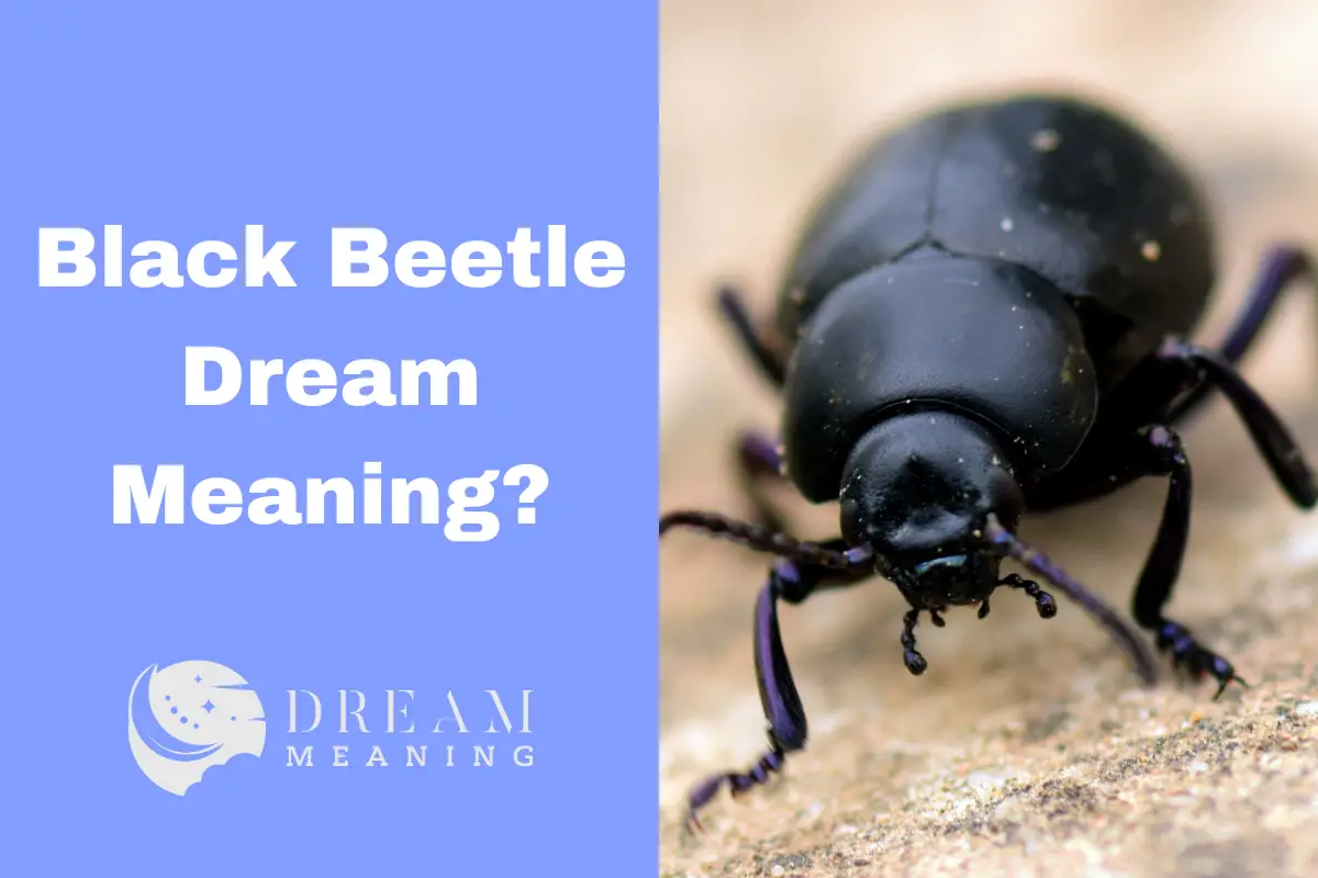 Black Beetle Dream Meaning