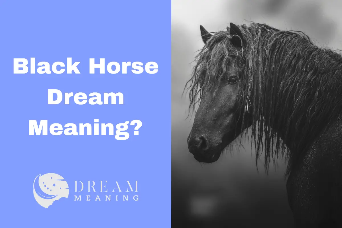 uncovering-the-hidden-meaning-of-your-black-horse-dream-the-dream-meaning