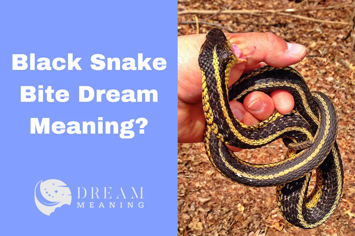 Black Snake Bite Dream Meaning