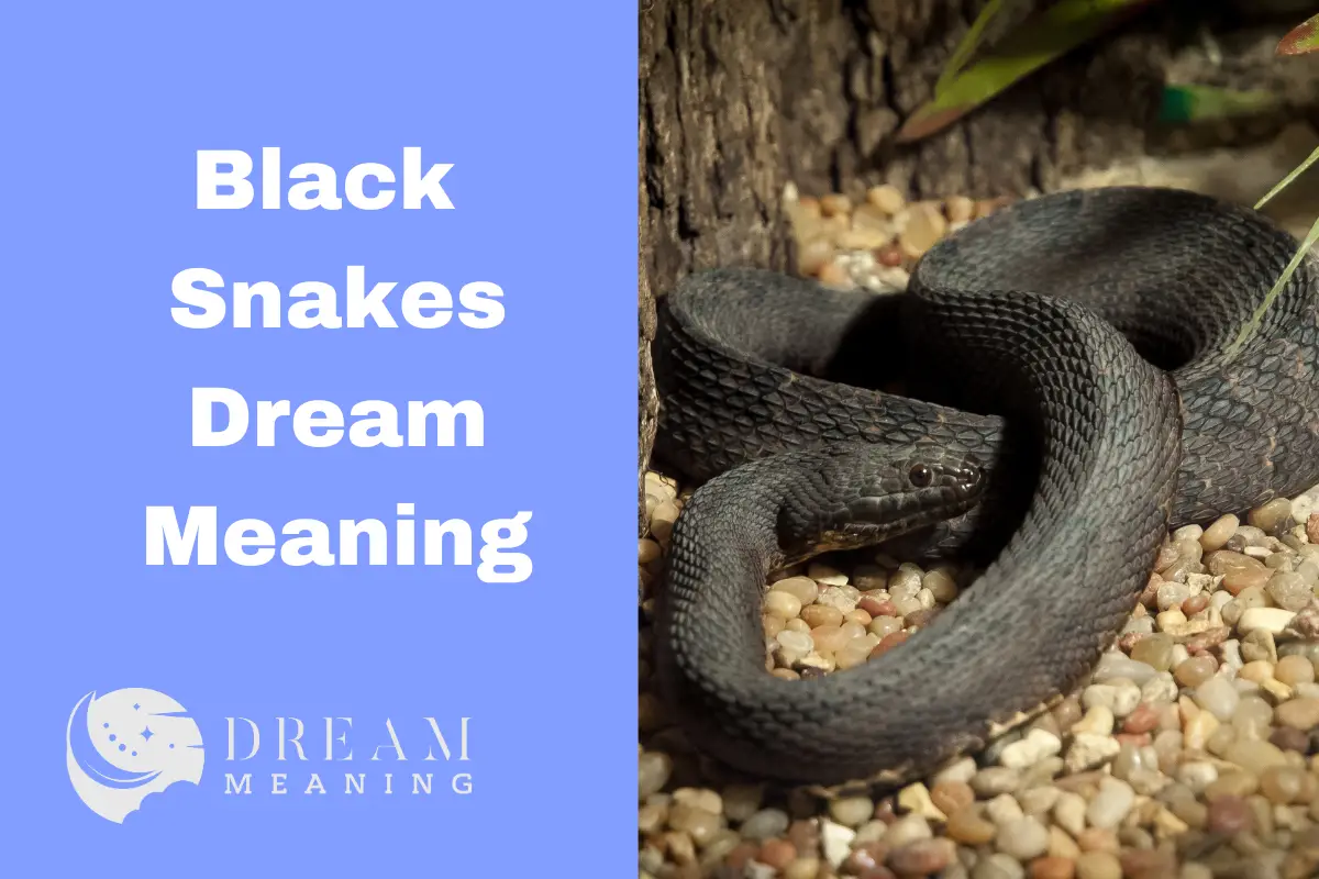 The Dream Meaning Of Black Snakes: What Does It Mean To See One In Your ...