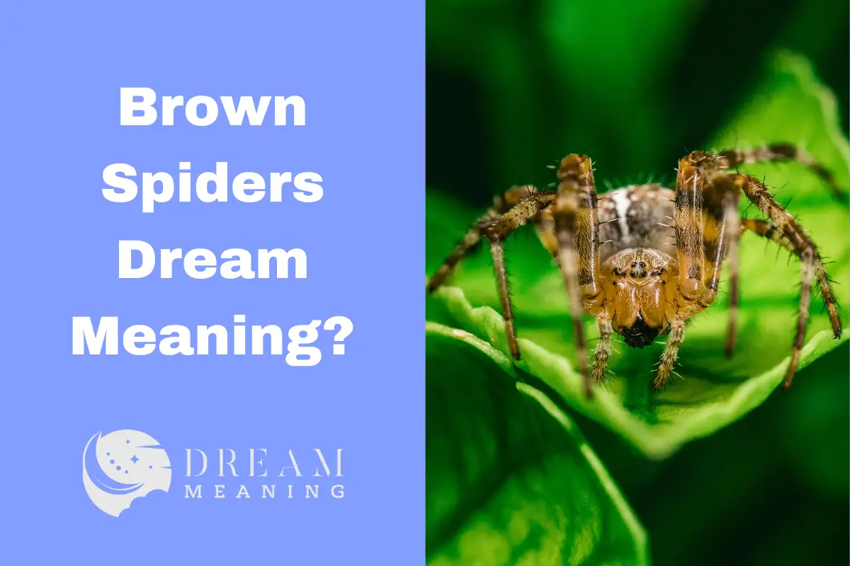Brown Spiders Dream Meaning What Is The Symbolic Significance? The