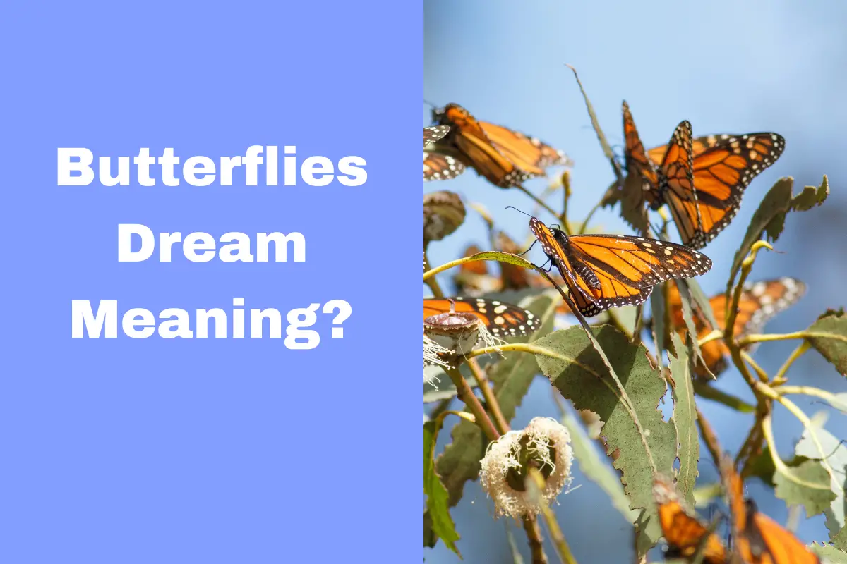 Butterfly Dreams: What Do These Mysterious Symbols Mean? - The Dream ...