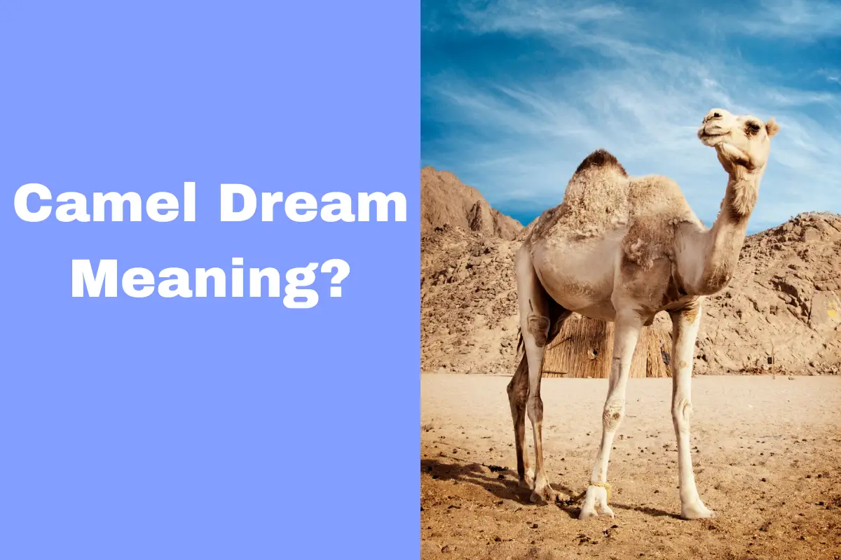 Camel Dream Meaning