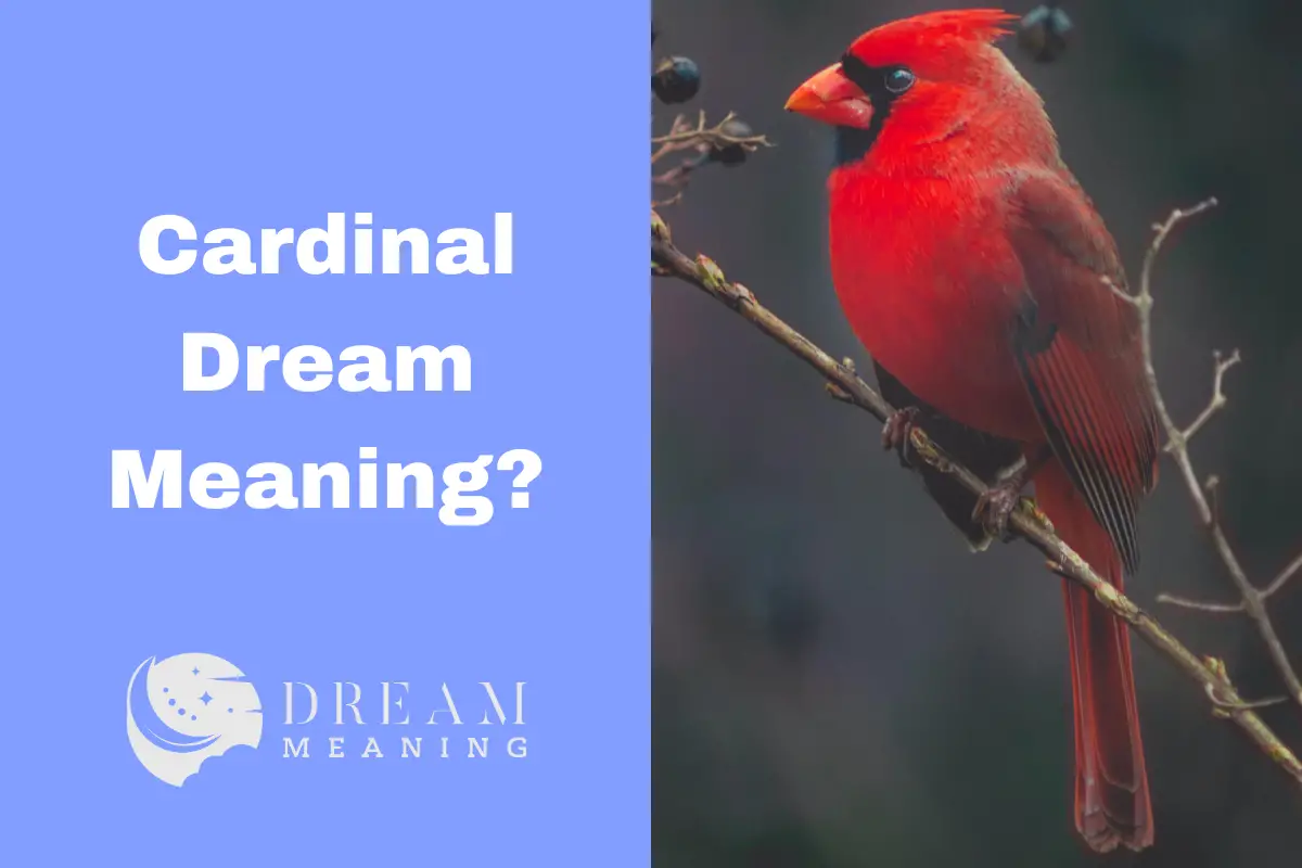 what-does-it-mean-when-you-see-a-cardinal-in-your-dream-an