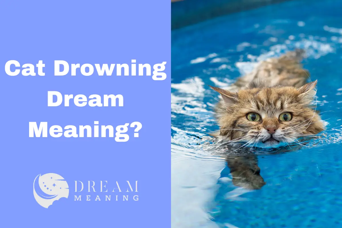 Cat Drowning Dream Meaning