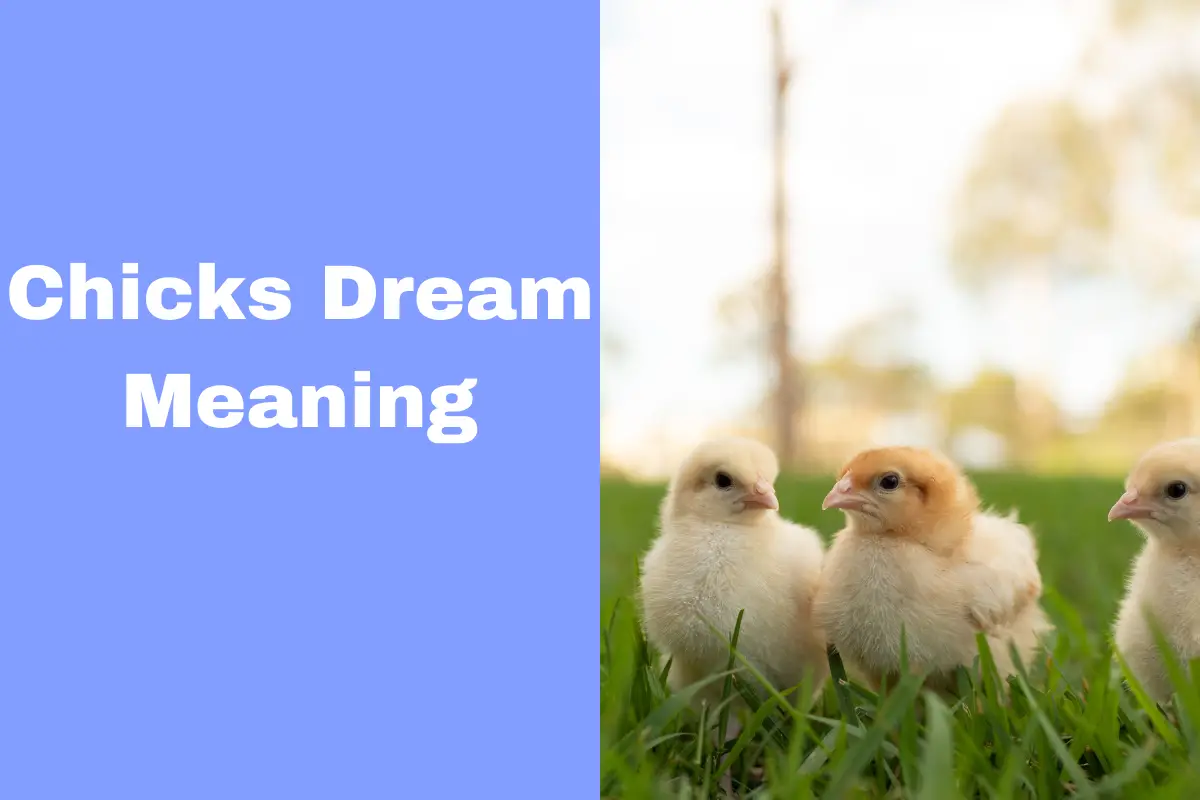 dream meaning of baby chicks