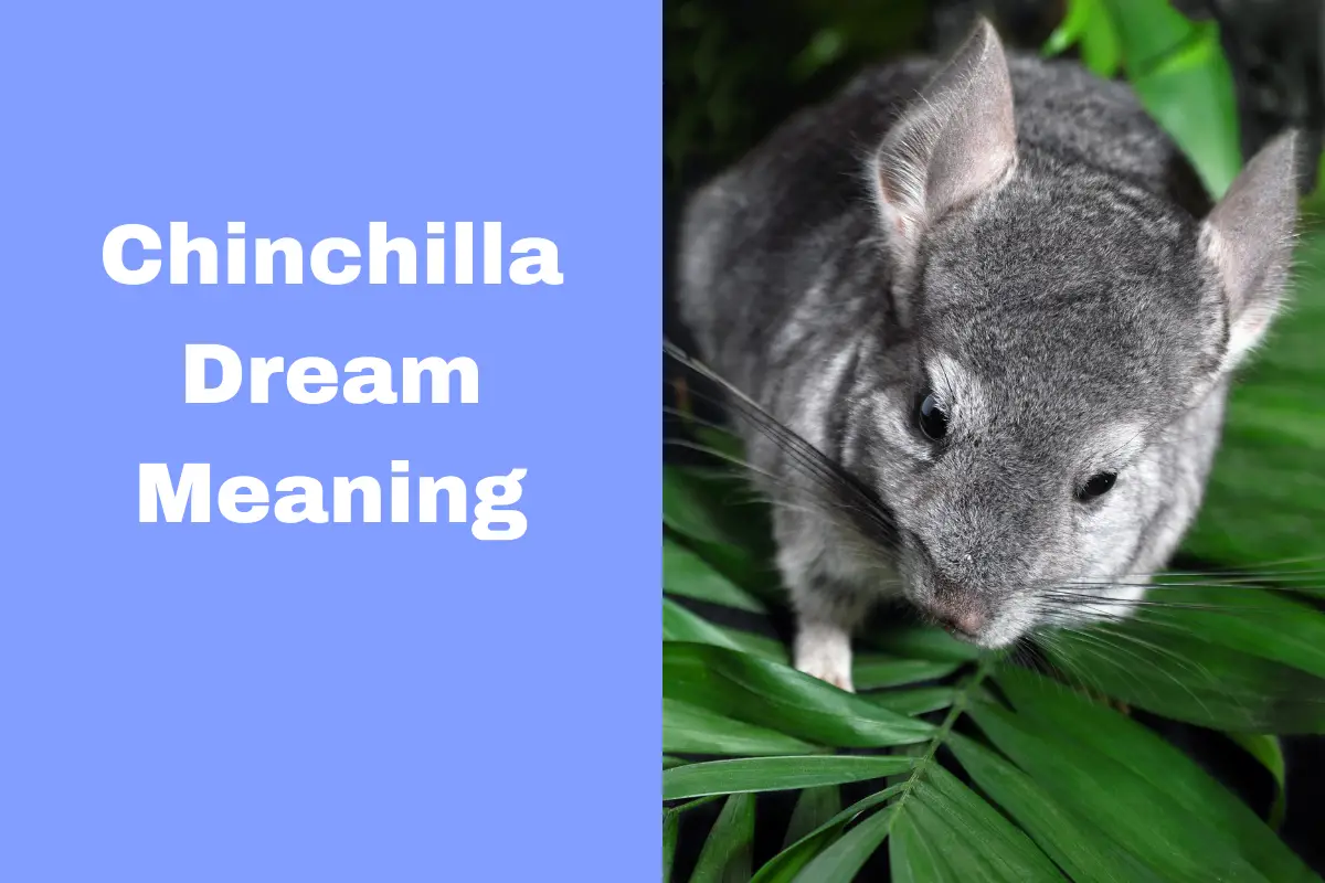 Chinchilla Dream Meaning