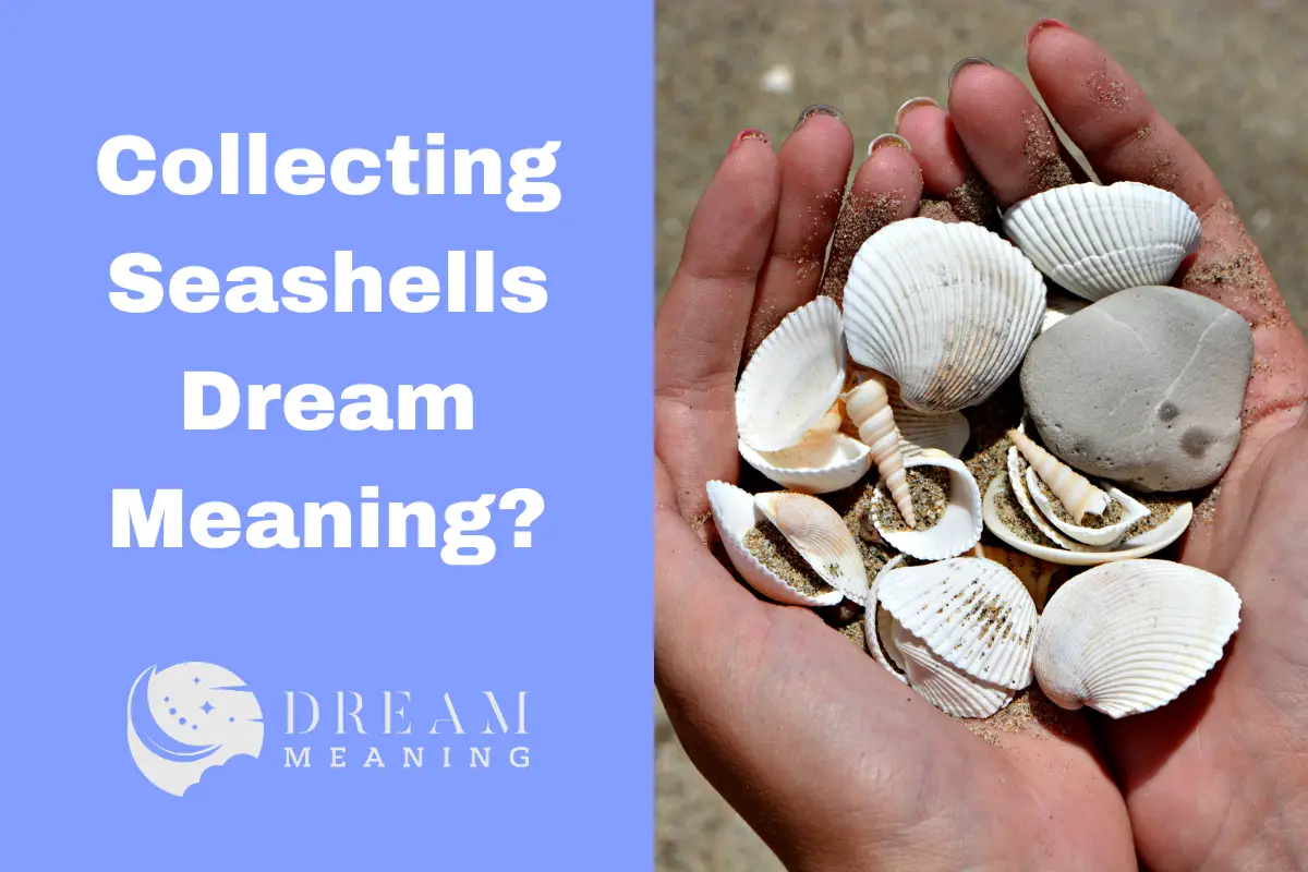 Collecting Seashells Dream Meaning