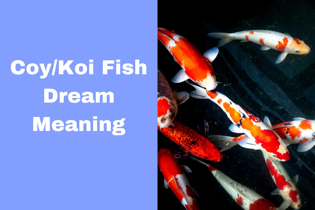 Coy/Koi Fish Dream Meaning