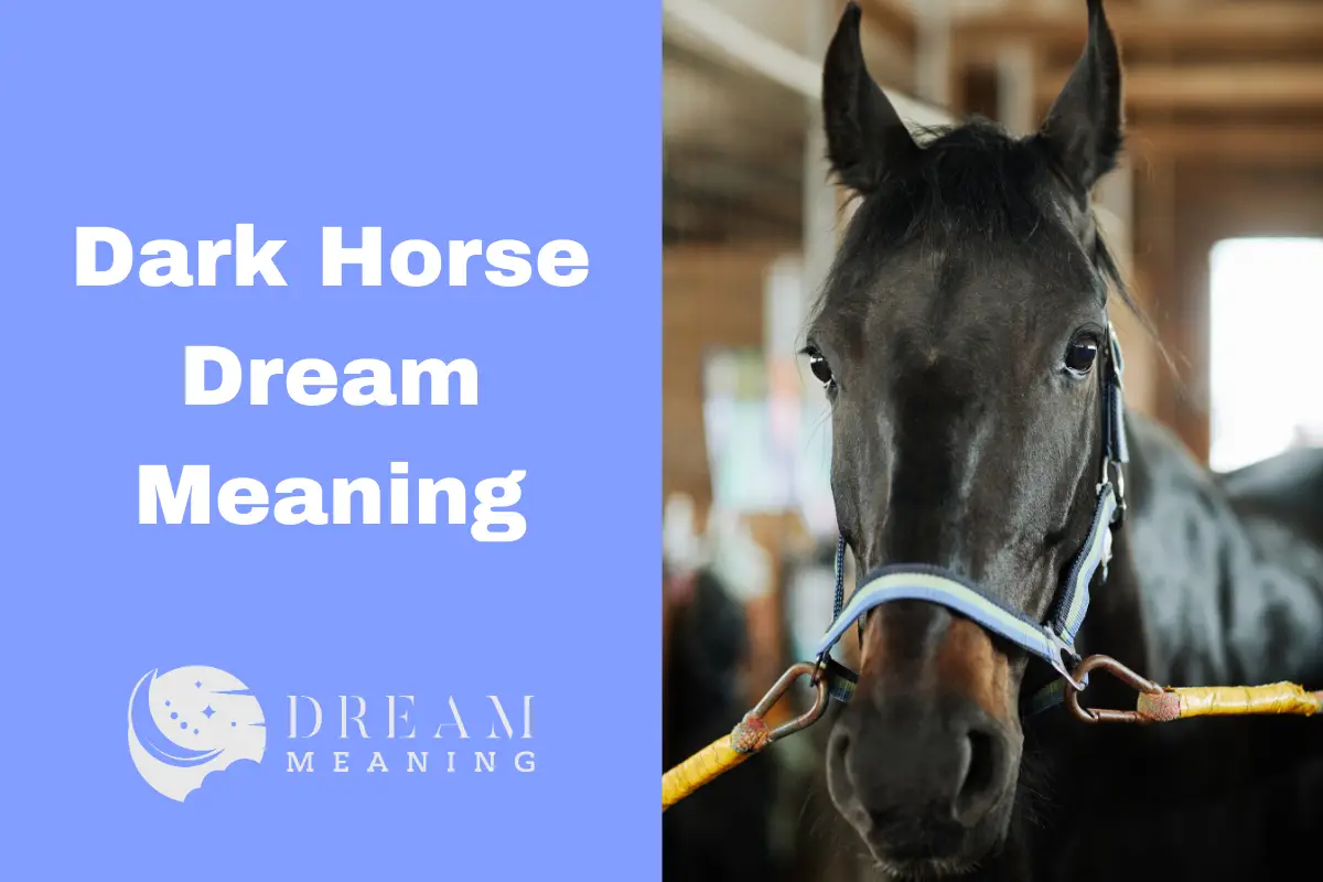 dreaming-of-a-dark-horse-what-does-it-mean-the-dream-meaning