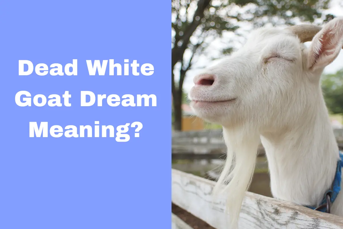 Dead White Goat Dream Meaning