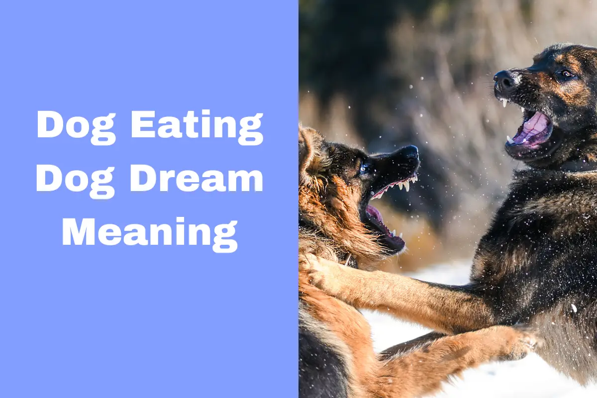 Dog Eating Dog Dream Meaning