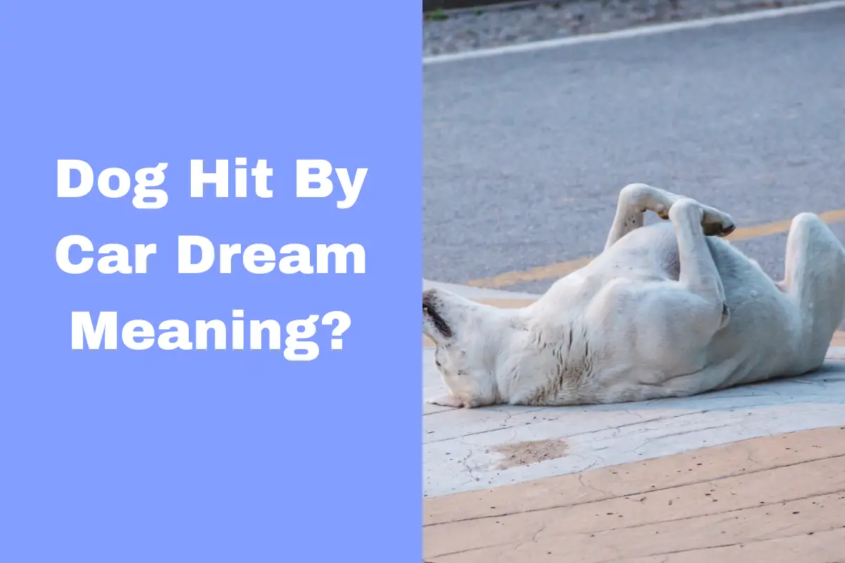 Dog Hit By Car Dream Meaning