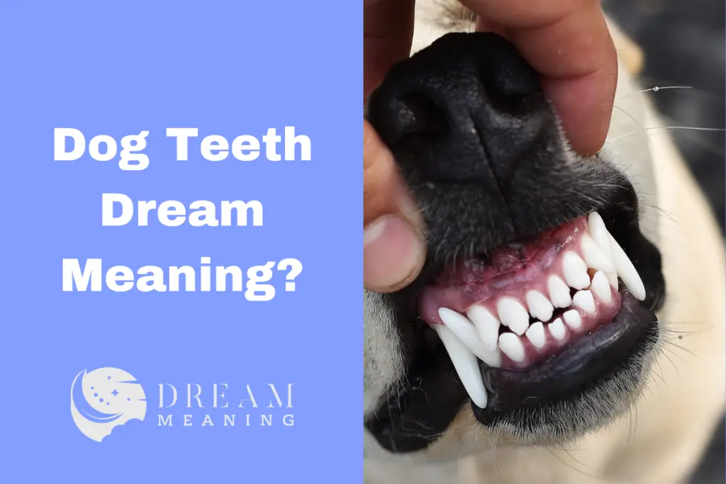 Understanding Dog Teeth Dreams What Does It Mean? The Dream Meaning