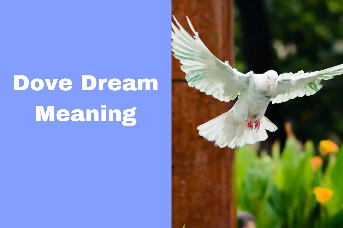 Dove Dream Meaning