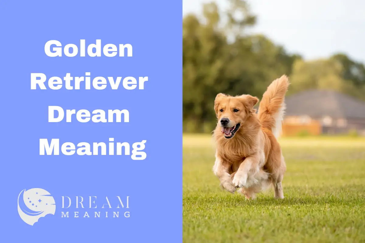 Golden Retriever Dream Meaning