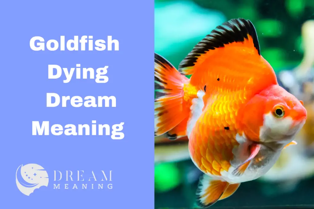 dream-meaning-of-goldfish-dying-what-does-it-mean-the-dream-meaning