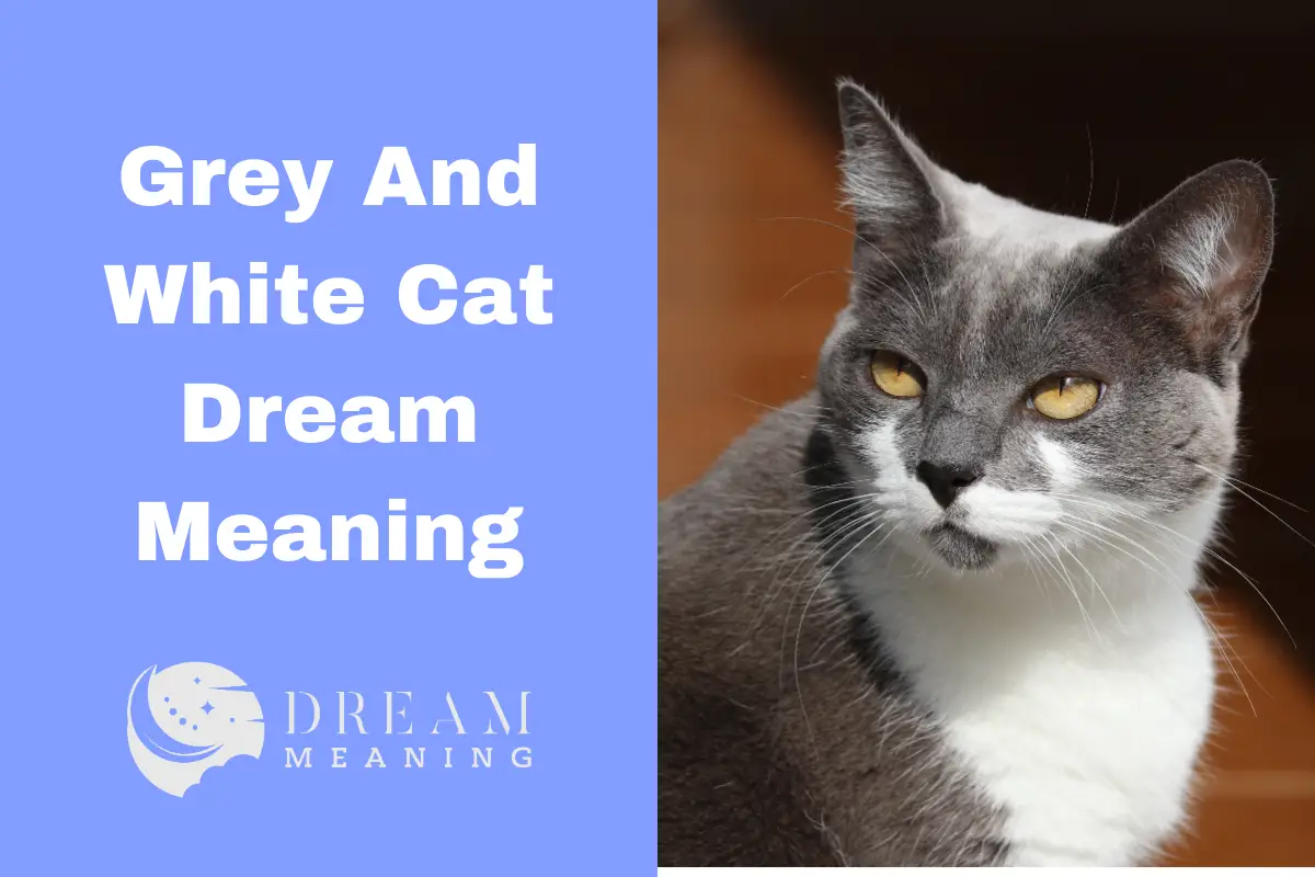 Grey And White Cat Dream Meaning