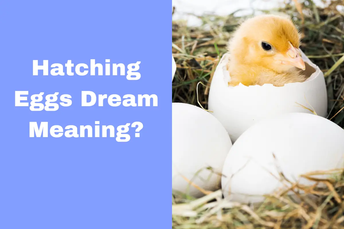 Unravelling The Hatching Eggs Dream Meaning What Does It Mean? The Dream Meaning