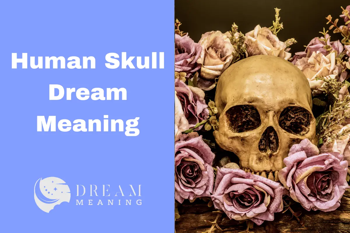 Human Skull Dream Meaning