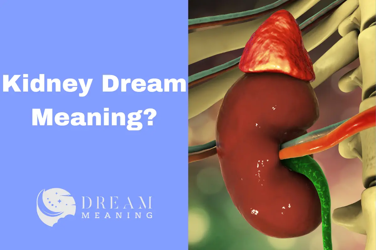 Kidney Dream Meaning Unraveling The Mysterious Symbols In Your Dreams